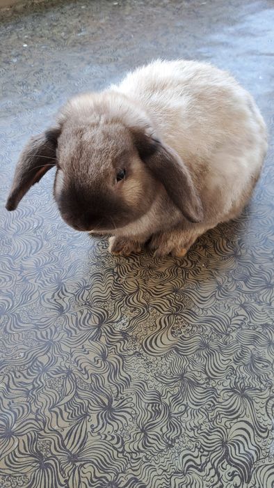 Карлик баран куёнлари сотилади