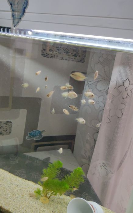 Цихлазомы цихлиды