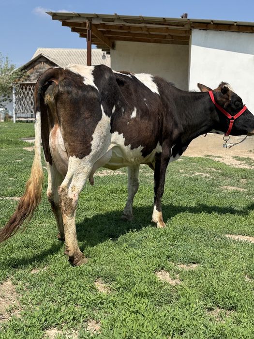 Сүтті бұзаулы сиыр