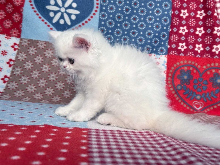 Pisicuță adorabilă Scottish Straight Longhair, cu Pedigree