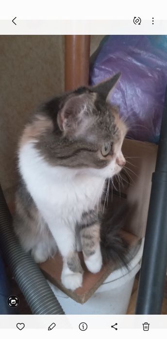 Подарю  кошечку. г.Рудный.