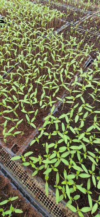 Răsad roșii Prekos,Paris si Riana