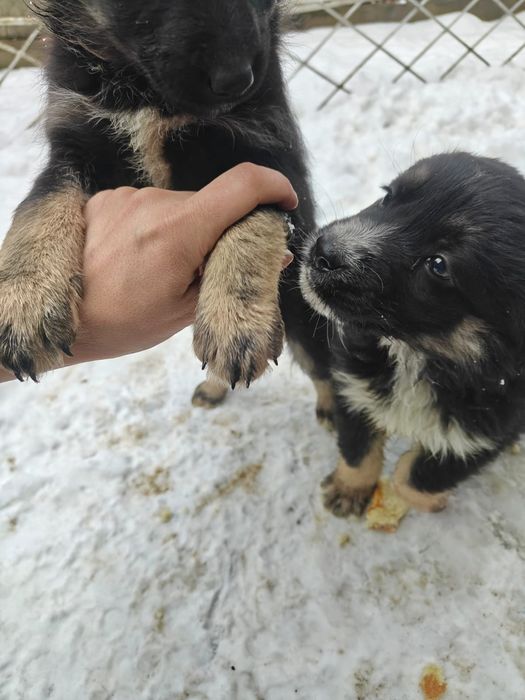 Отдам щенков в хорошие руки