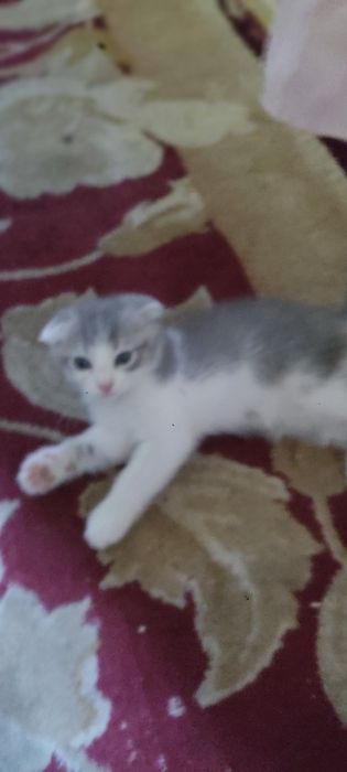 Котёнок скотиш фолд.