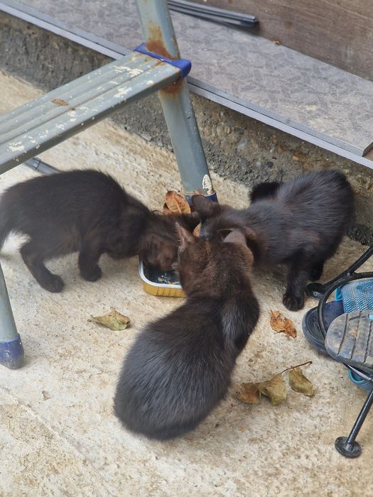 Adoptie  pisicute  negre