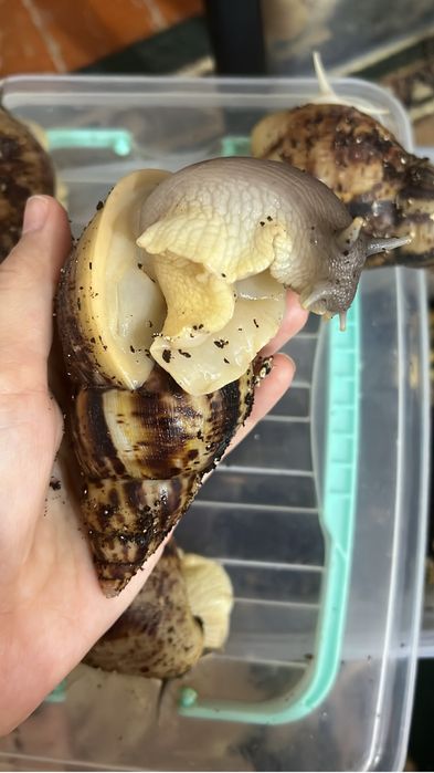 Улитка сатылады 2000