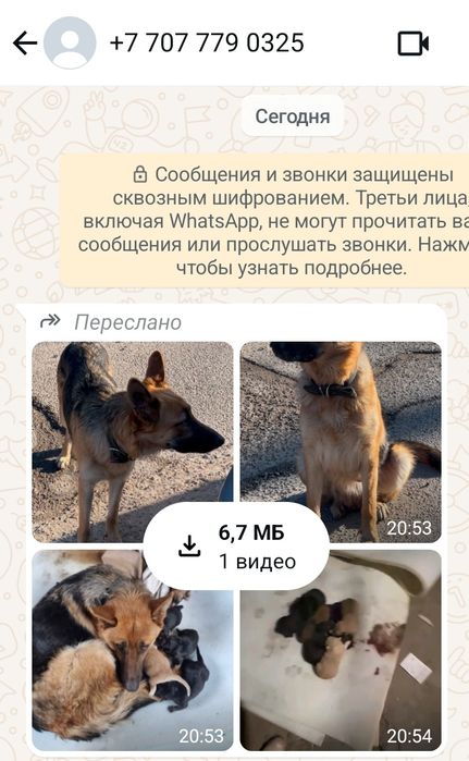 рентген собаки порно Лабрадор и разные породы потеряшки в добрые руки Телефон на фото прош -  Собаки Алматы на Olx