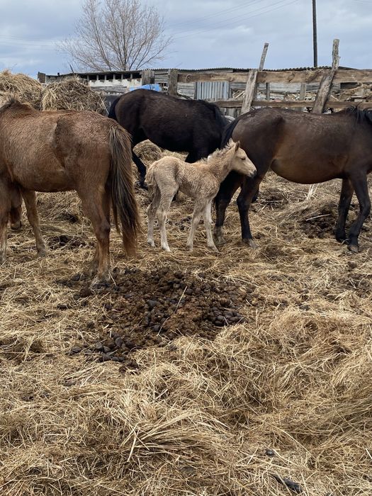 Продам крс или обмена на авто