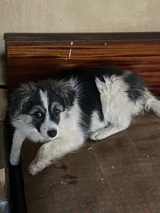 Ищем дом для мальчика