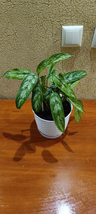 Продам красивый цветок