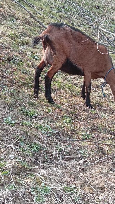 Capre de vinzare alpina franceza