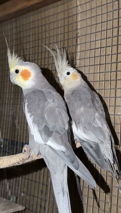 Продам пару корелл
