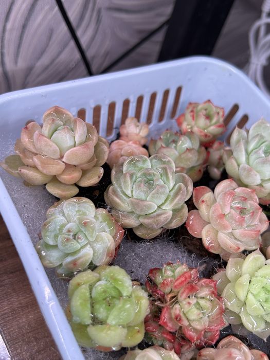 Суккуленты любой 2500