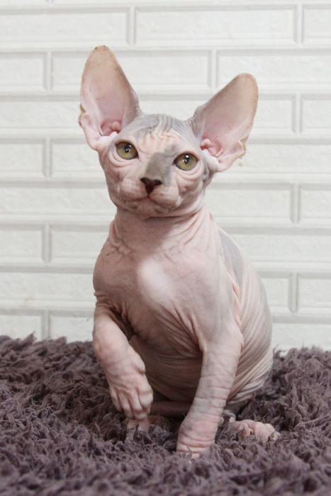 Котята канадского сфинкса