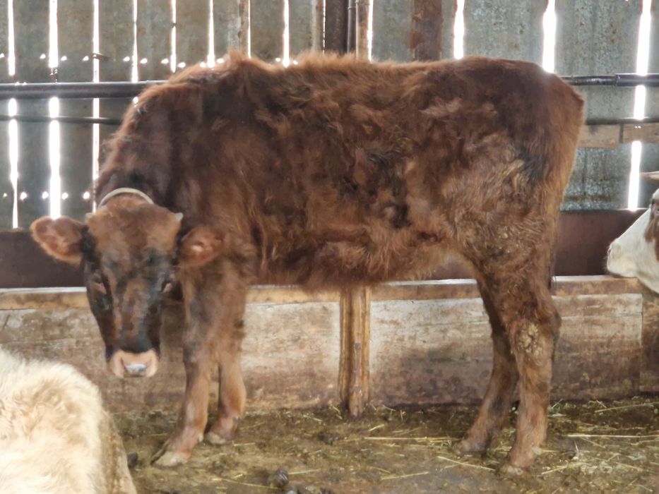 Тайынша симментальская