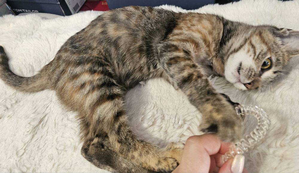 Малко котенце търси своя ЧОВЕК