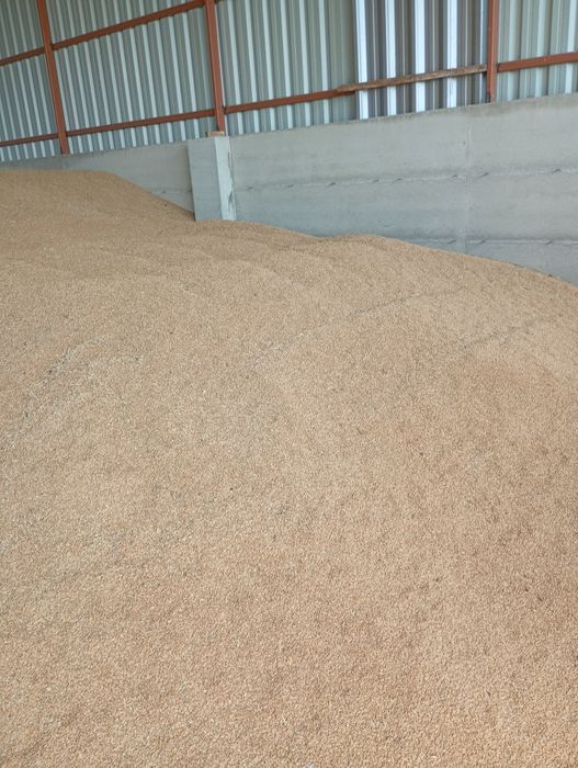 Orzoaica ,grâu,triticale și ovaz