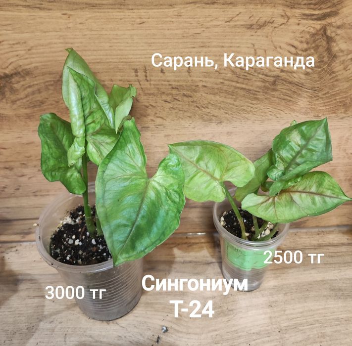 Сингониум 1  сингониум