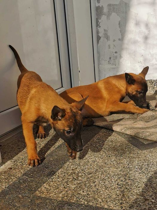 Продавам белгийски овчарки/малиноа