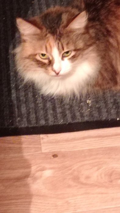 Отдам котов и кошек в добрые руки