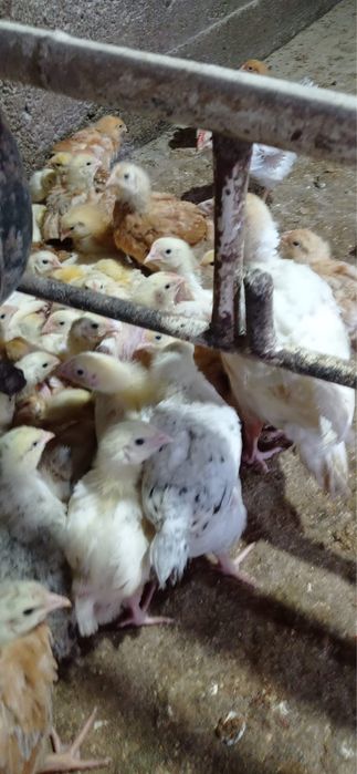 Pui rasa mixta kabir