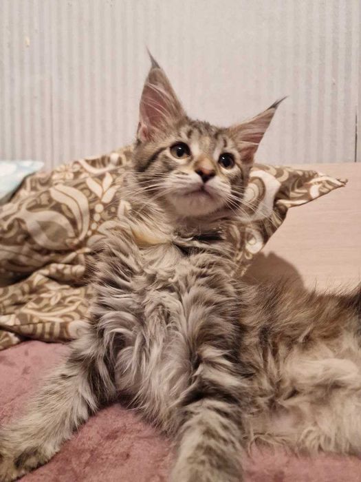 Котята Мейн-кун (девочки)