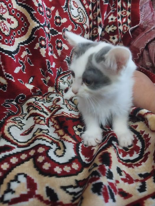 Отдам котят в добрые руки
