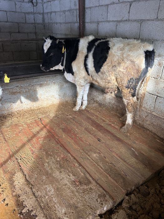 Бычок сатылады 10 айлык