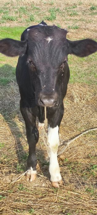 Эна бола мол Наманган вилояти чуст шахрида