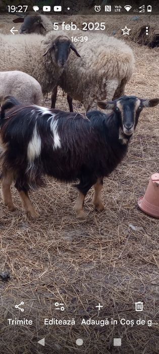 Vând capre românești