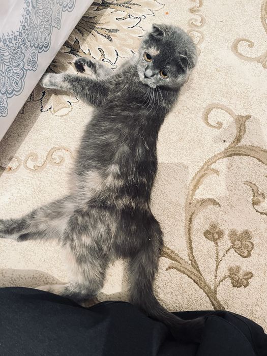 Продам кошка британский висалухий