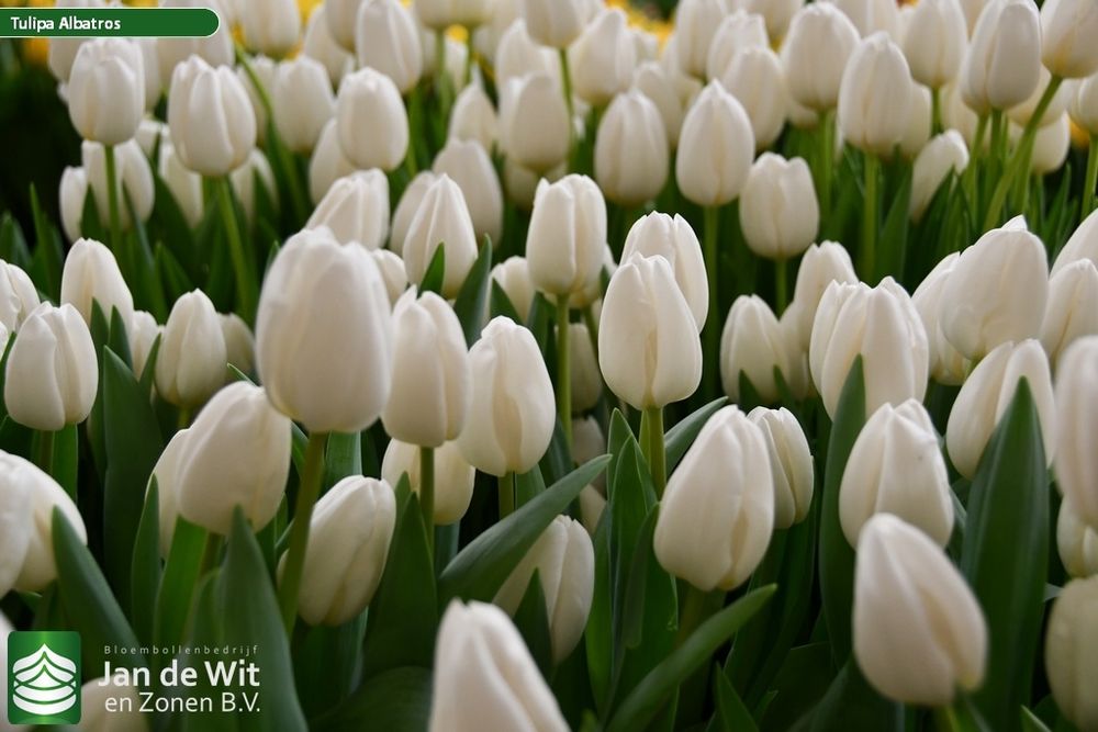 Тюльпаны оптом и оптом