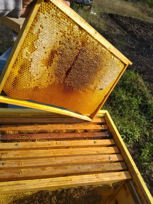 Кошери дадан блат