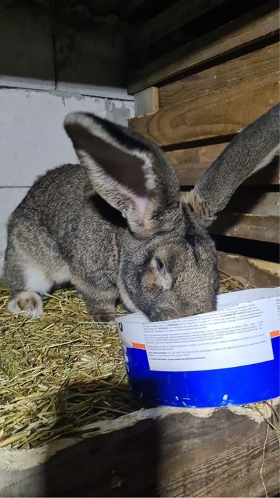 Vand mascul urias german