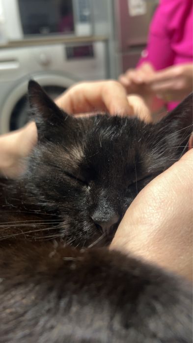 Petsitter pisici Cluj