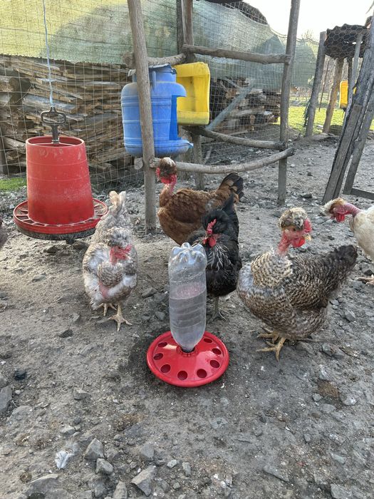 Oua pentru  incubat- gaini golase, motate