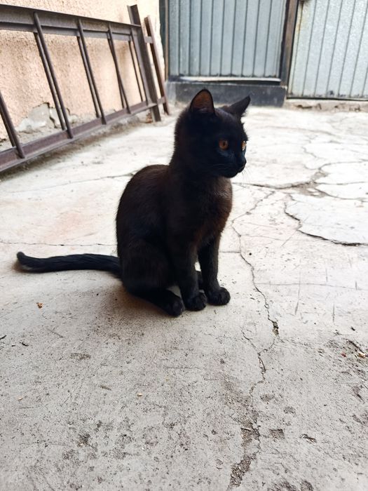 отдам двух милых котят