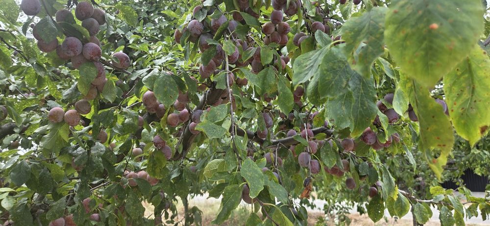 Prune de vanzare