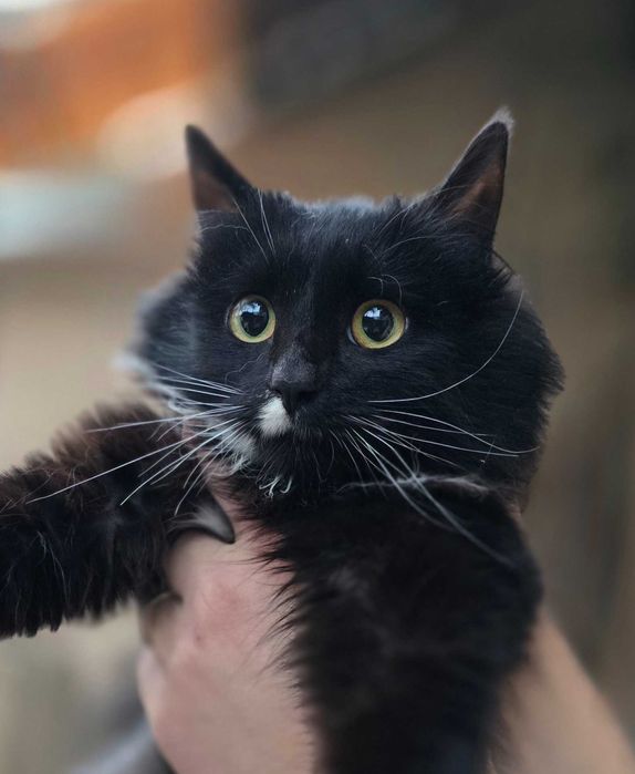 Котёнок, 6 месяцев