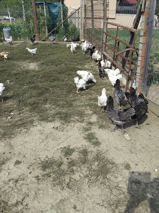 Vind pui ameraucana