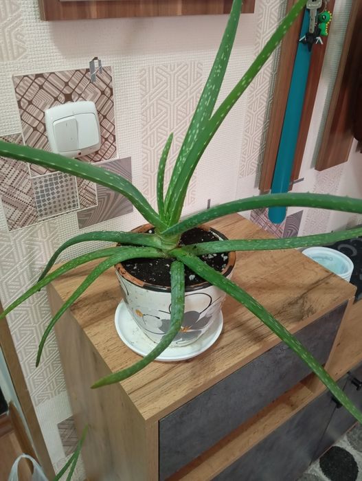 Продам цветы комнатные