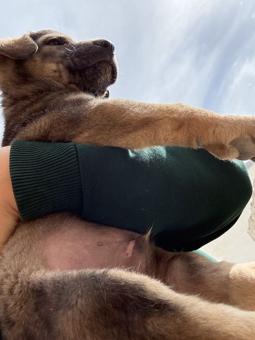 Щенята в Актау добрые руки только