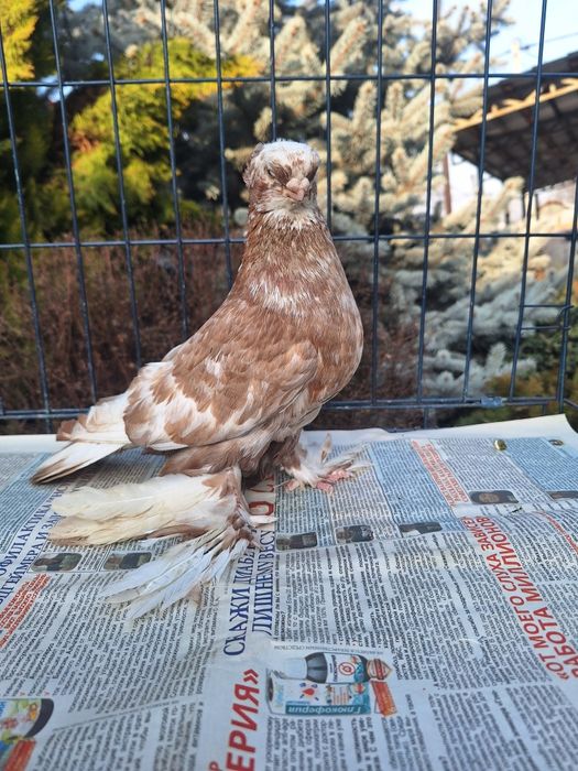 Продам самца чина