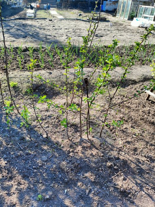 Саженцы яблони сорт Мельба