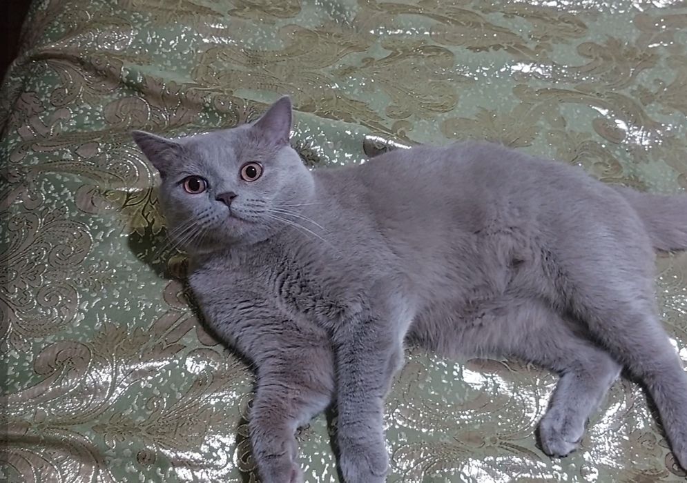 Кот для вязки шатландской пароды, лиловый  ,киргили пеликаны