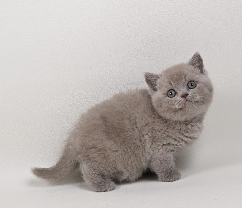 Pisoi British Shorthair colour lilac cu pedigree