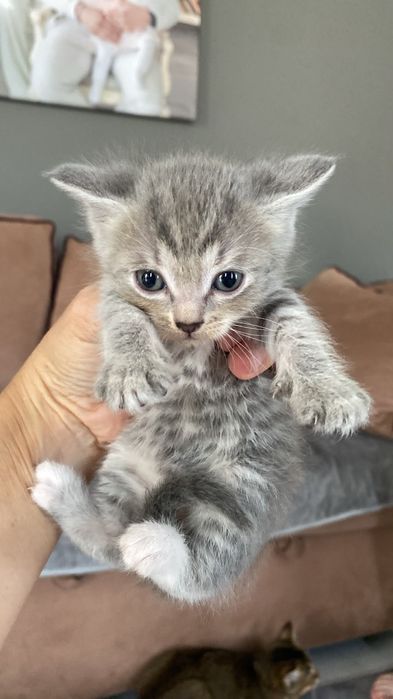 Продам милых котят!