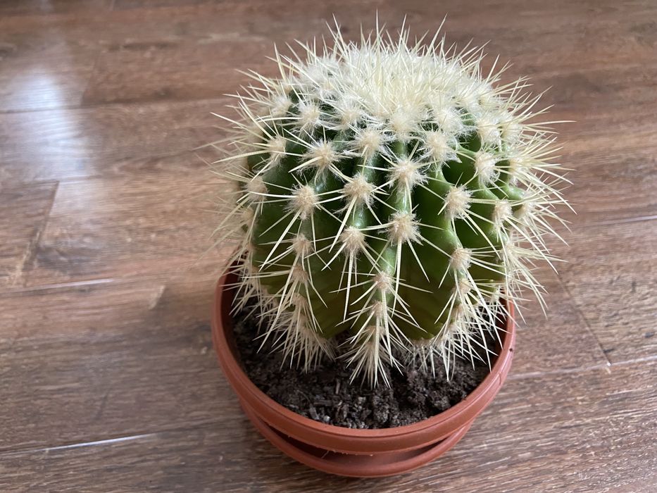 Домашний кактус