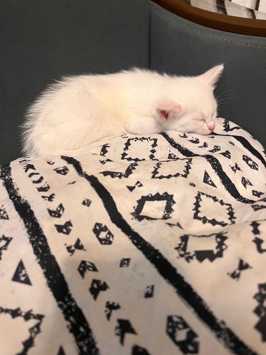 маленький белый котенок