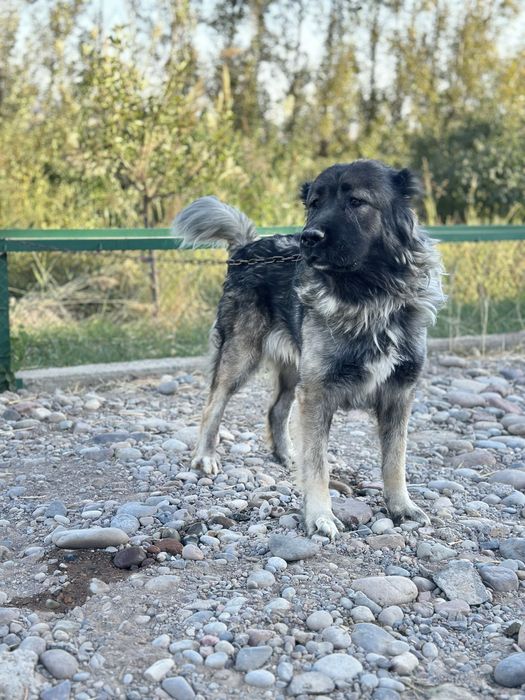 Кавказская овчарка